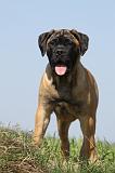 BULLMASTIFF 366